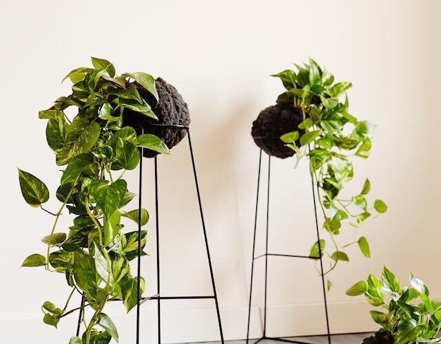 Devils ivy in a pot