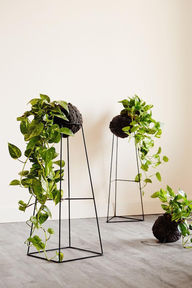 Devils ivy in a pot