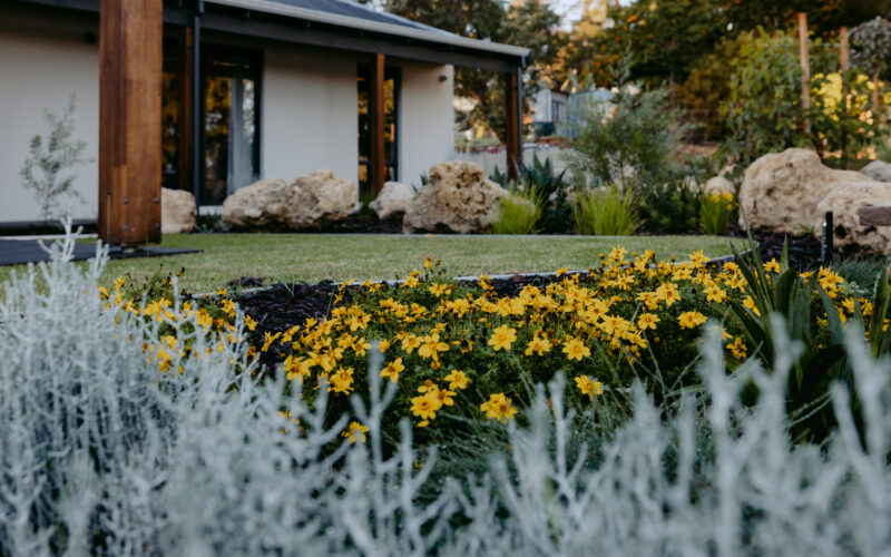 Modern rural home near Busselton with landscaped South West garden featuring yellow flowers, native plants, and natural stone accents.